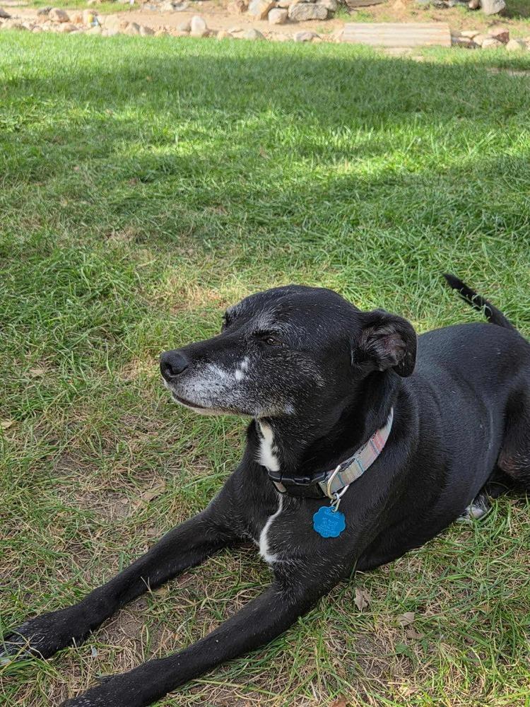 Dex, a Adoptable mixed breed in Aurora, CO image 2/6