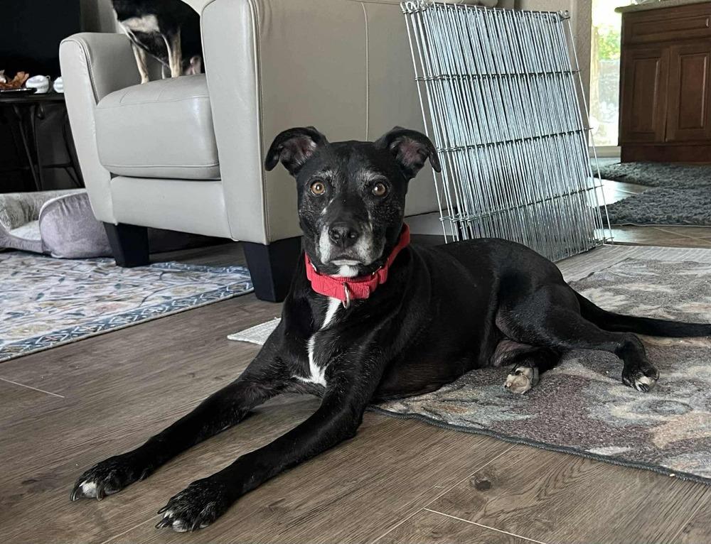 Dex, a Adoptable mixed breed in Aurora, CO image 3/6