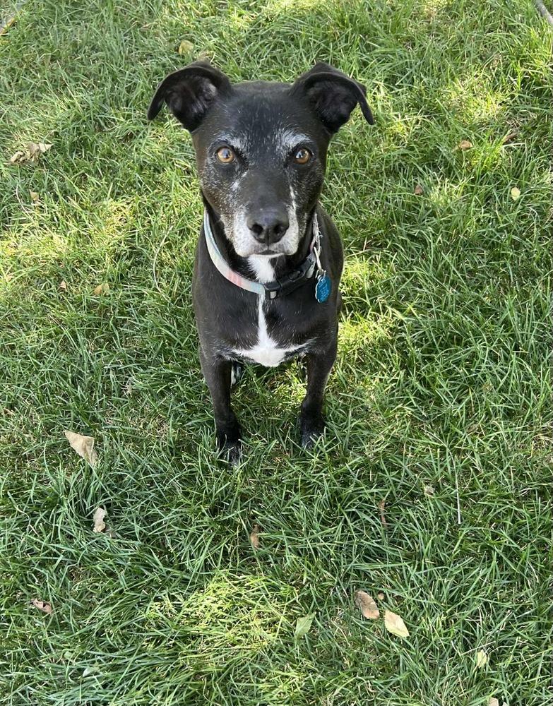 Dex, a Adoptable mixed breed in Aurora, CO image 4/6