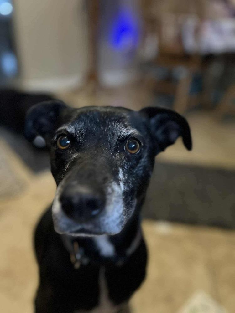 Dex, a Adoptable mixed breed in Aurora, CO image 5/6