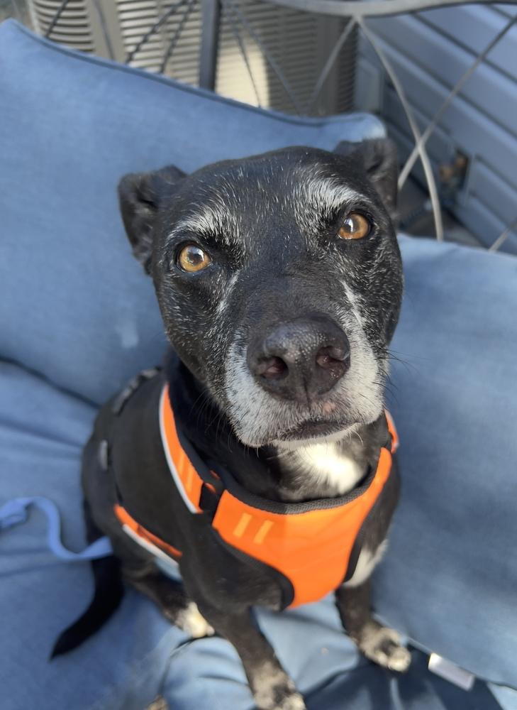 Dex, a Adoptable mixed breed in Aurora, CO image 6/6