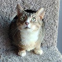 Rodney COURTESY POST, Adoptable, Adult Male Tabby & Domestic Short Hair.