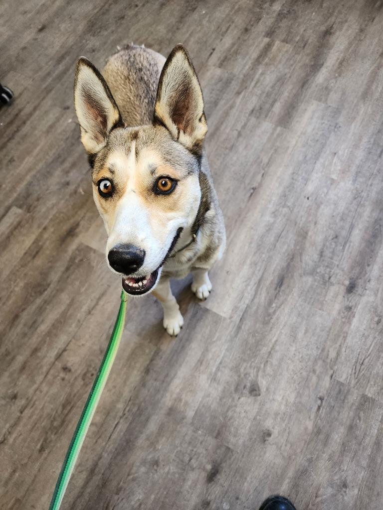 Aries, Adopted, Adult Female Husky.