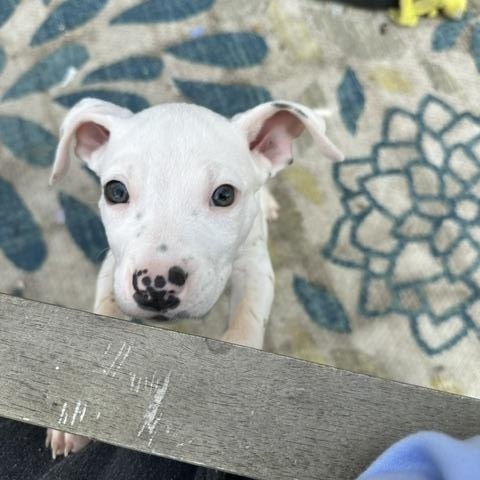 Enlarge Piglet, a Adoptable mixed breed in Naperville, IL image 4/4