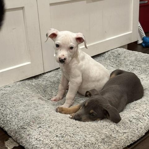 Enlarge Piglet, a Adoptable mixed breed in Naperville, IL image 1/4