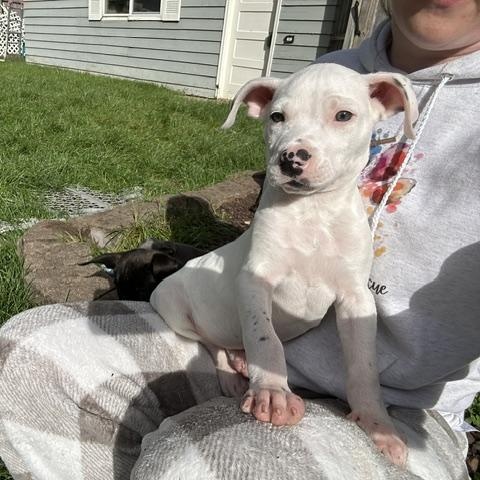 Enlarge Piglet, a Adoptable mixed breed in Naperville, IL image 3/4