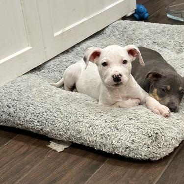 Enlarge Piglet, a Adoptable mixed breed in Naperville, IL image 2/4