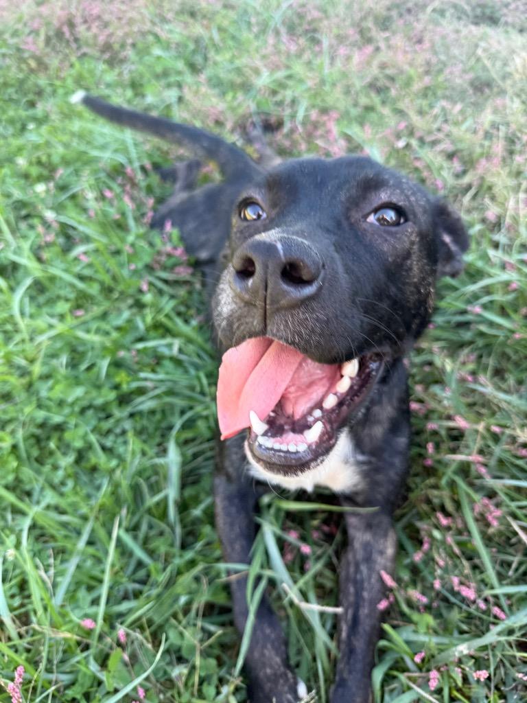 Enlarge Beauty, a Adoptable mixed breed in West Union, OH image 1/1