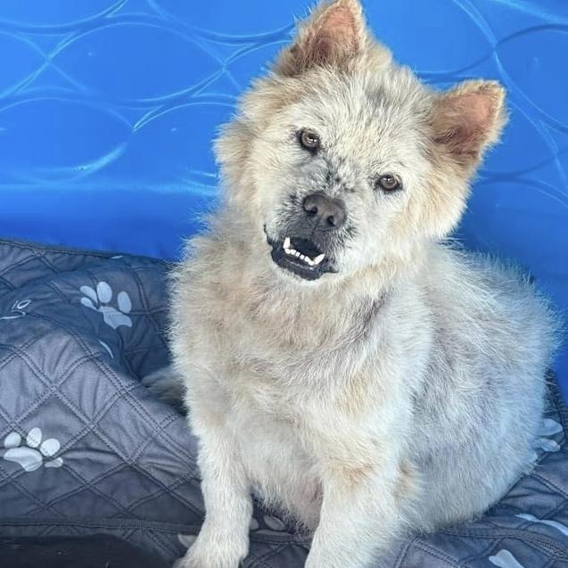 Agnes, Adoptable, Adult Female Mixed Breed.