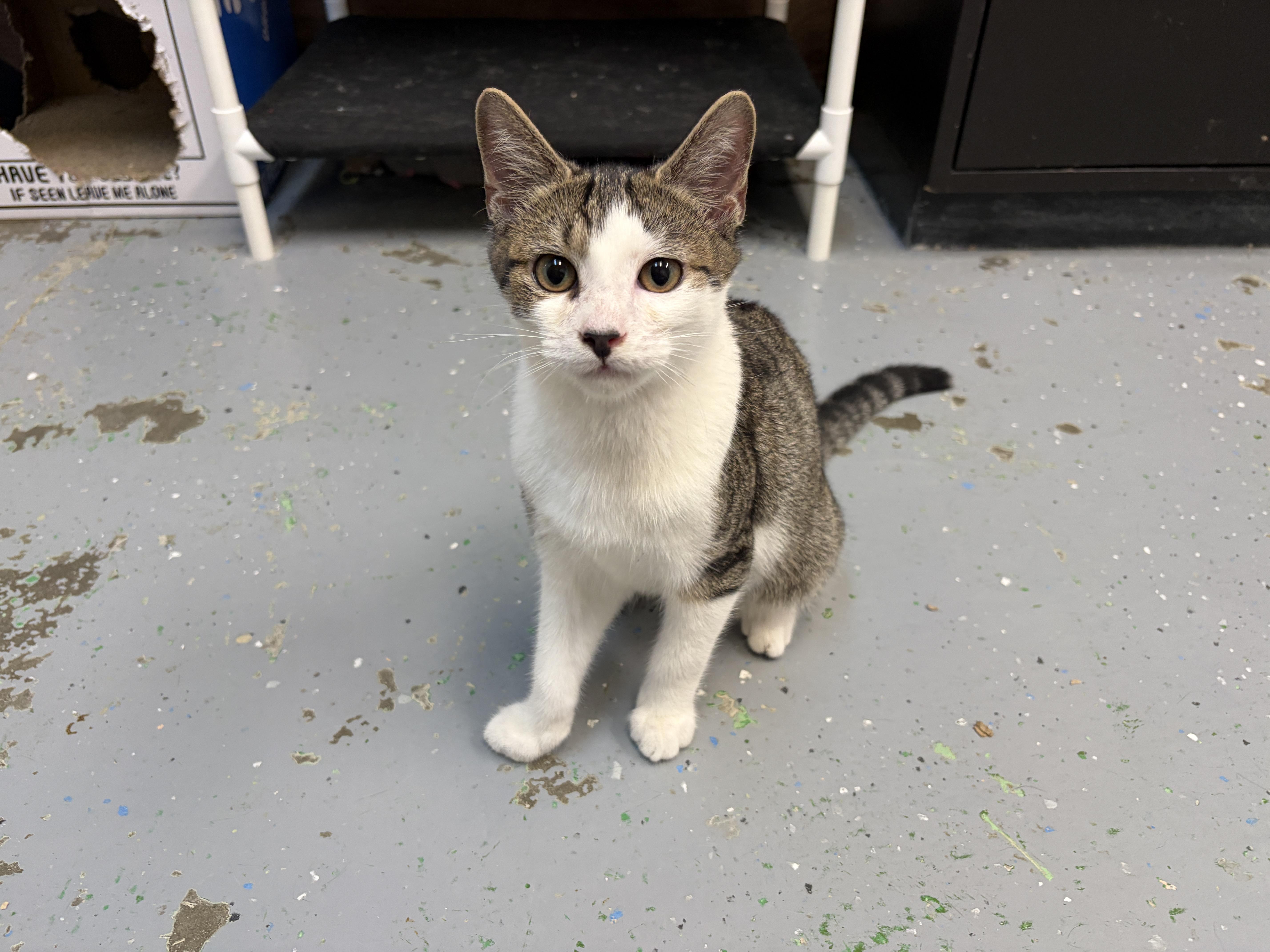Ryland, Adopted, Young Male American Shorthair.