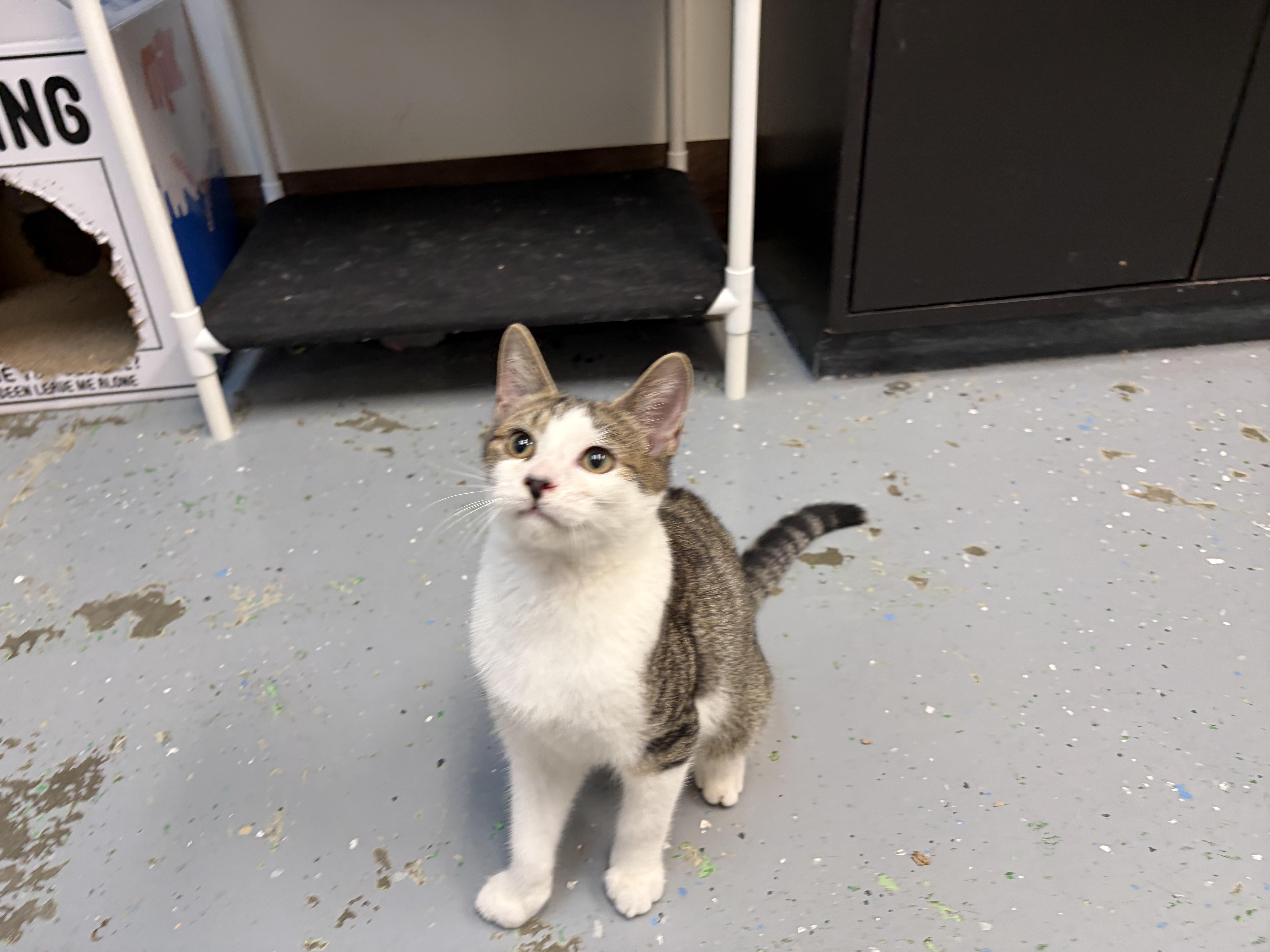 Enlarge Ryland, a Adopted American Shorthair in Perry, GA image 2/3