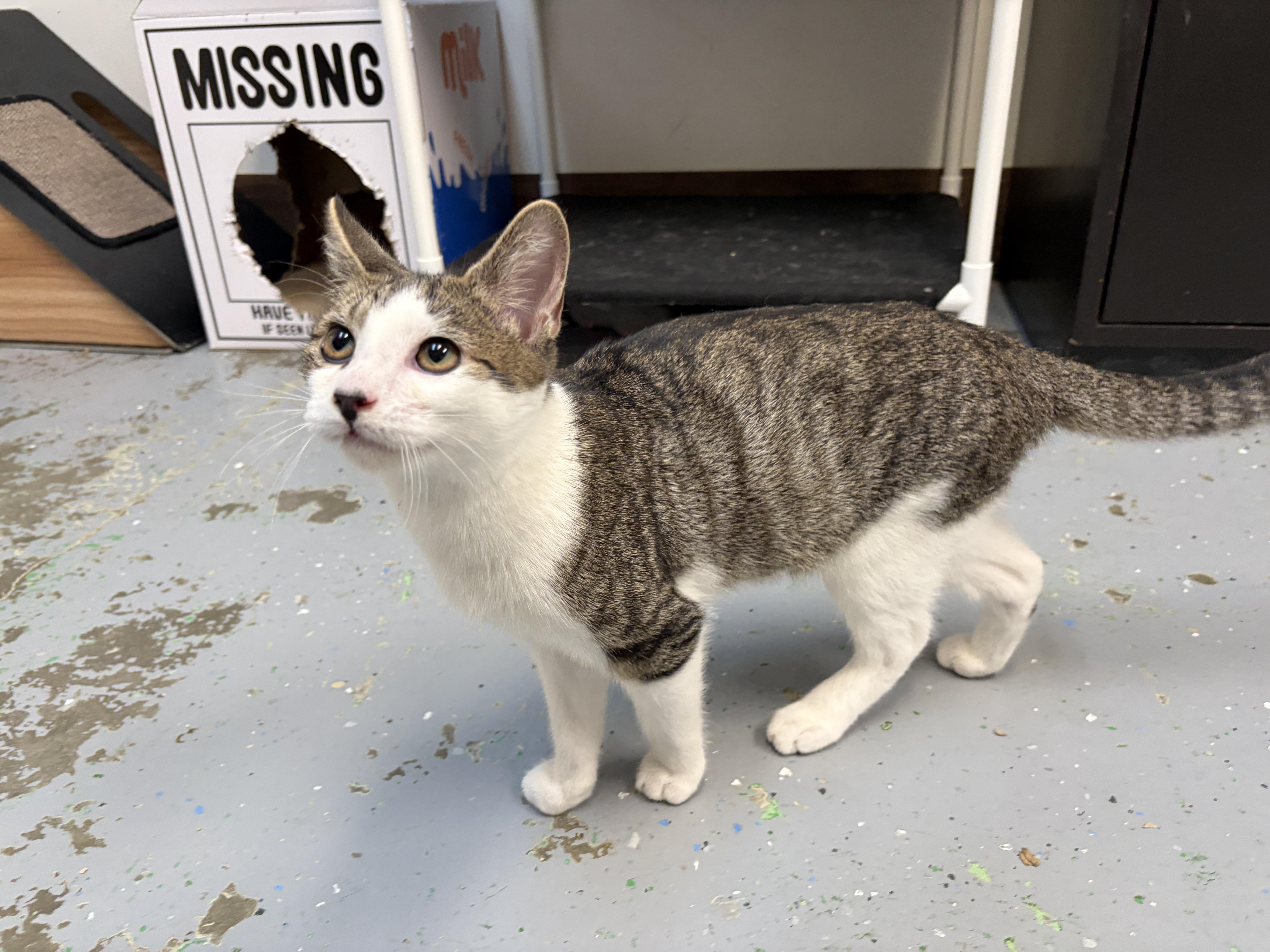 Enlarge Ryland, a Adopted American Shorthair in Perry, GA image 3/3