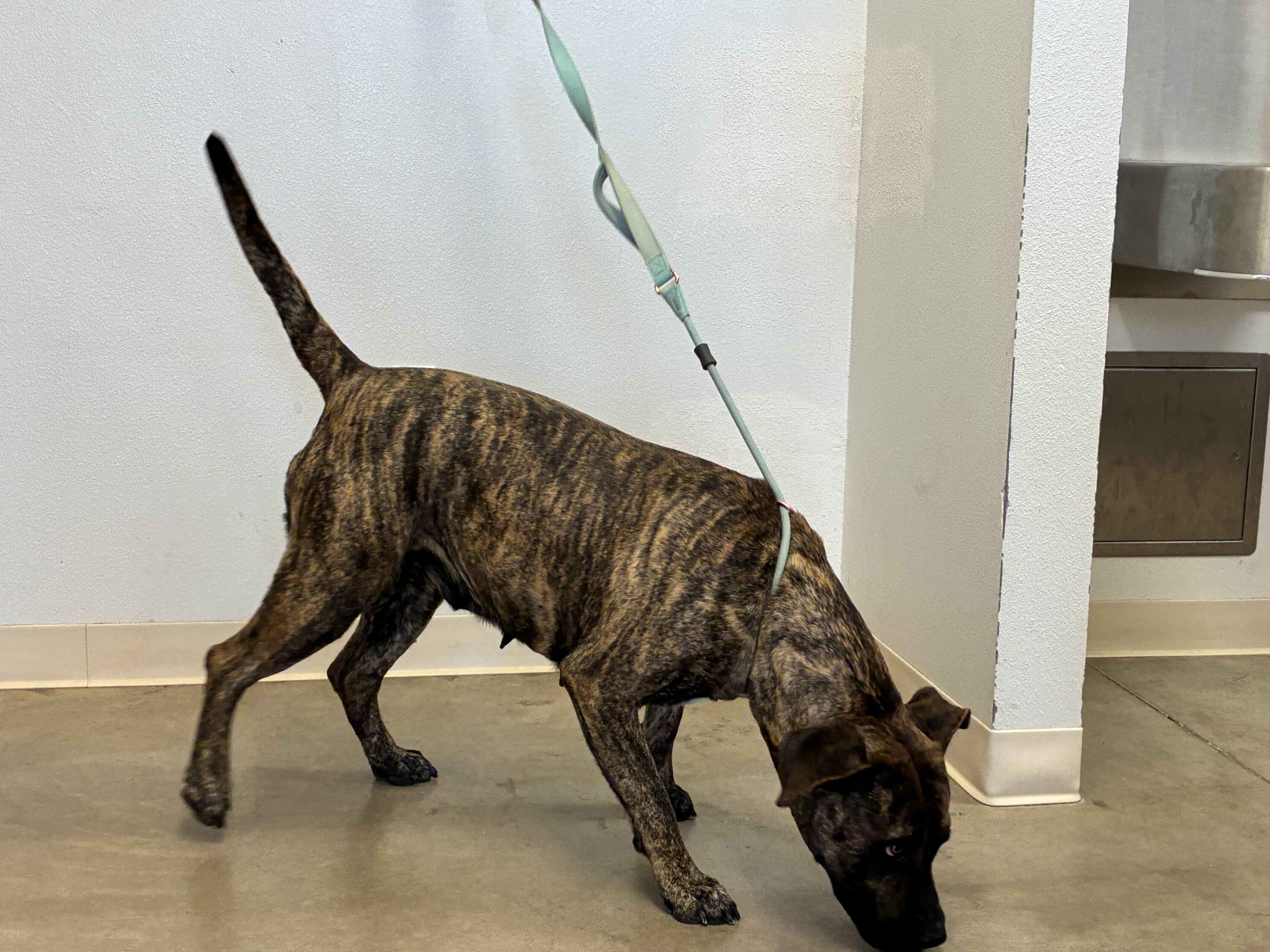 Enlarge Shira, an adopted mixed breed in Greeley, CO image 3/3