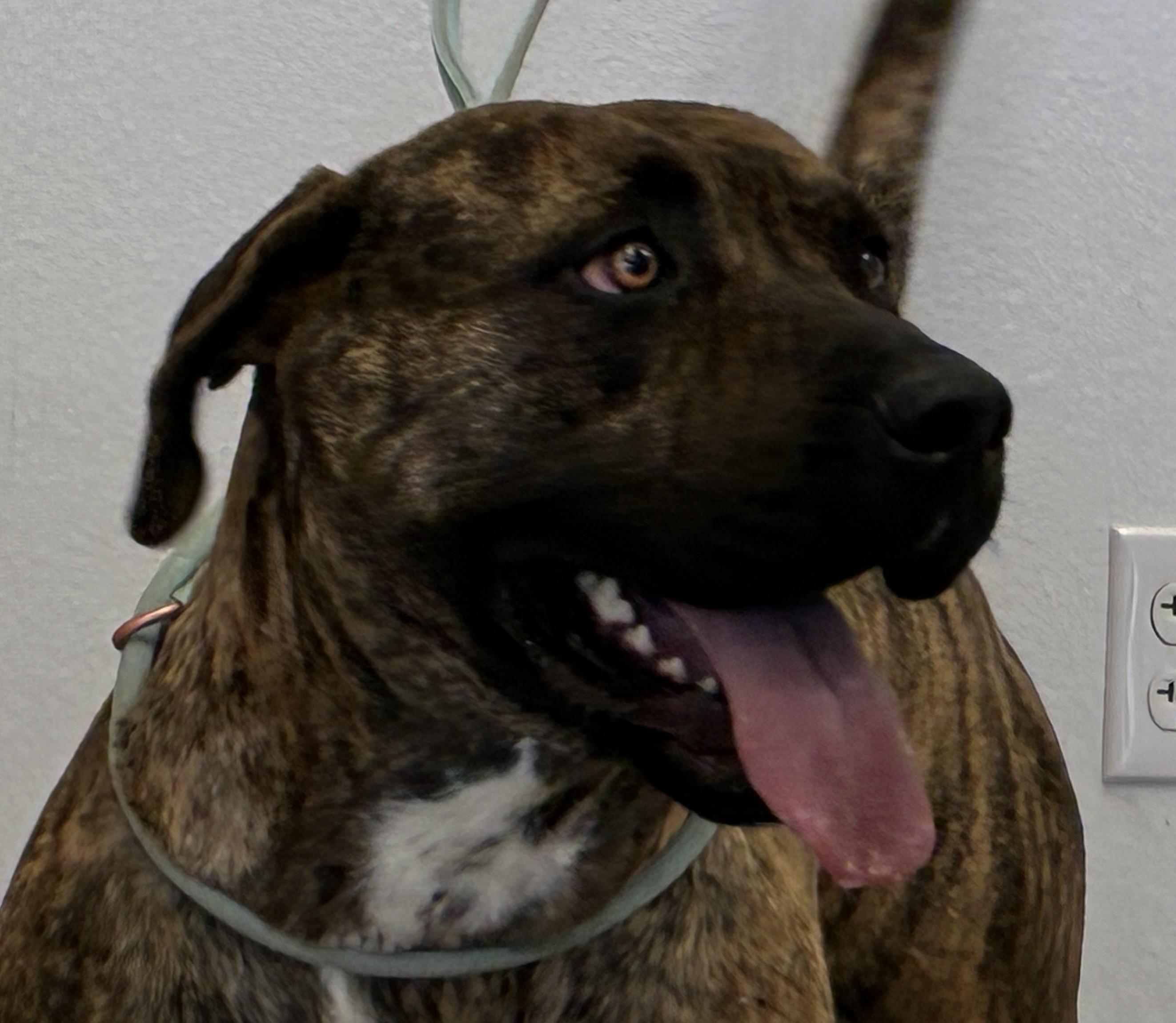 Enlarge Shira, an adopted mixed breed in Greeley, CO image 1/3