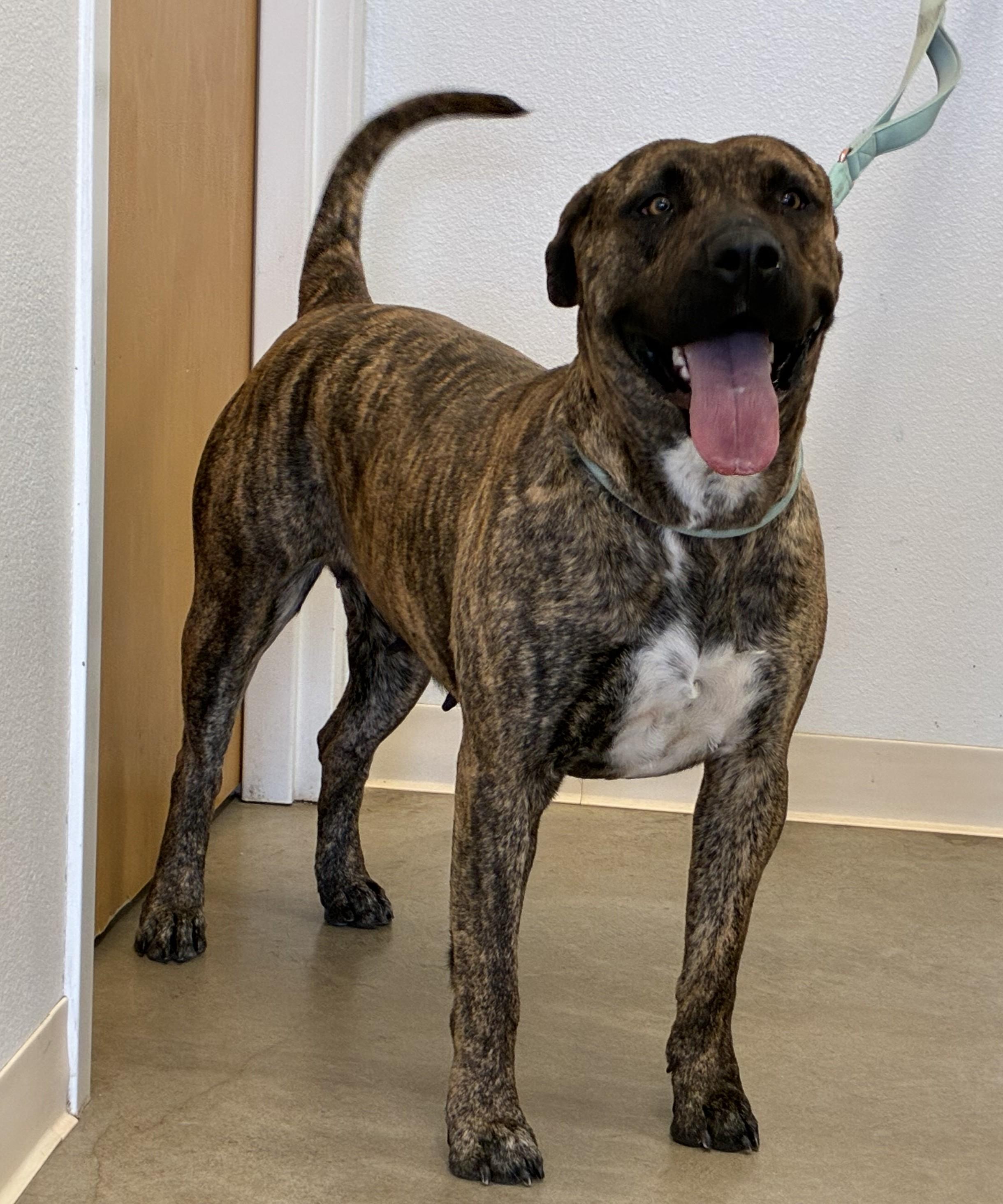 Enlarge Shira, an adopted mixed breed in Greeley, CO image 2/3