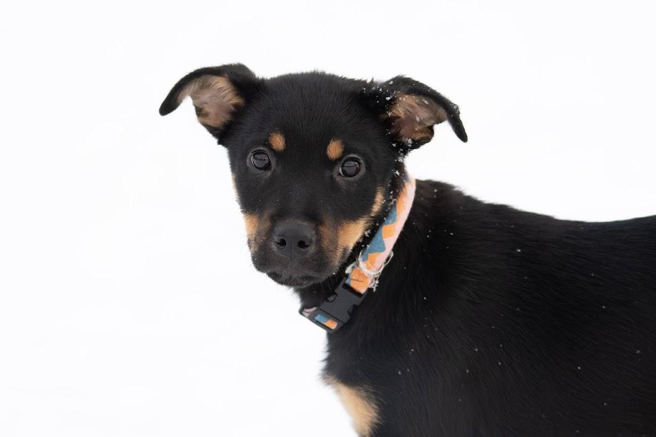 Enlarge Rachel, a Adoptable mixed breed in Farmington, MN image 2/6