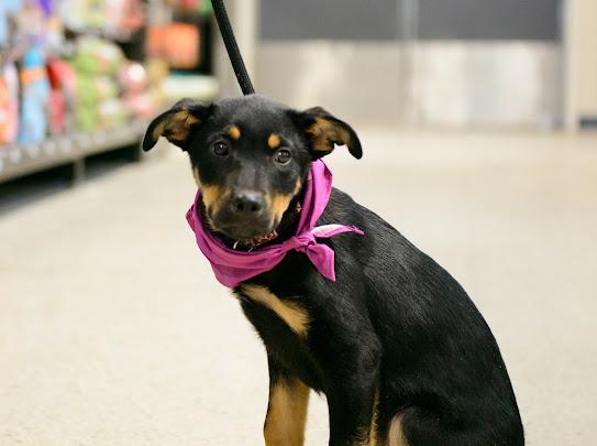 Enlarge Rachel, a Adoptable mixed breed in Farmington, MN image 3/6