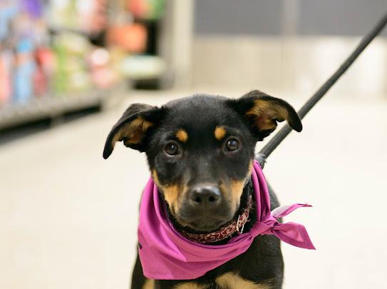 Enlarge Rachel, a Adoptable mixed breed in Farmington, MN image 4/6