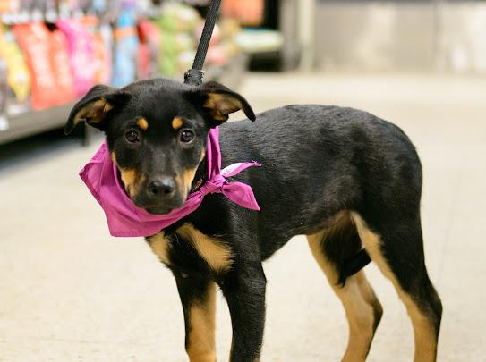 Rachel, Adoptable, Puppy Female Labrador Retriever.