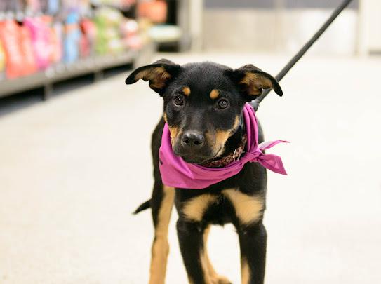 Enlarge Rachel, a Adoptable mixed breed in Farmington, MN image 5/6