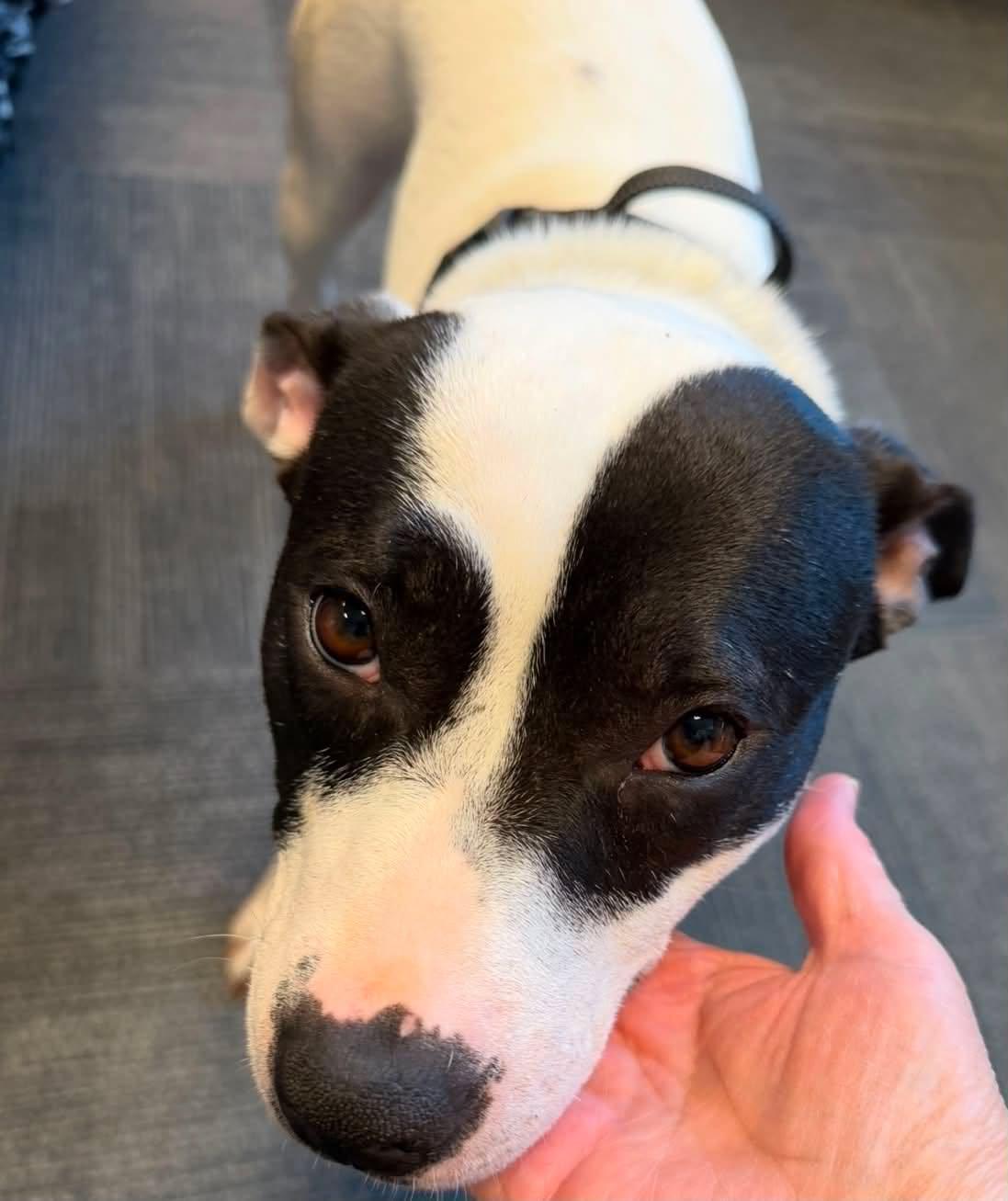 Meme, Adoptable, Adult Female Mixed Breed.