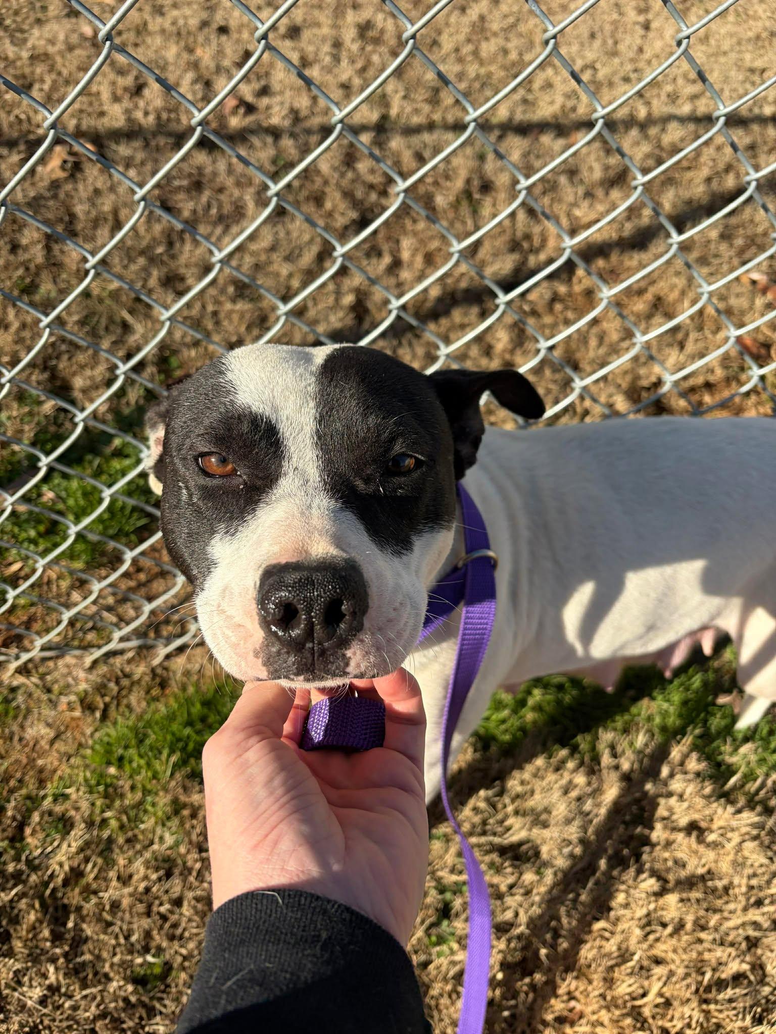 Enlarge Meme, a Adoptable Mixed Breed in Shelburne, VT image 2/3