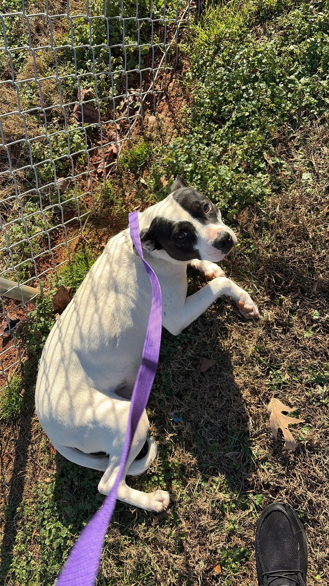 Enlarge Meme, a Adoptable Mixed Breed in Shelburne, VT image 3/3