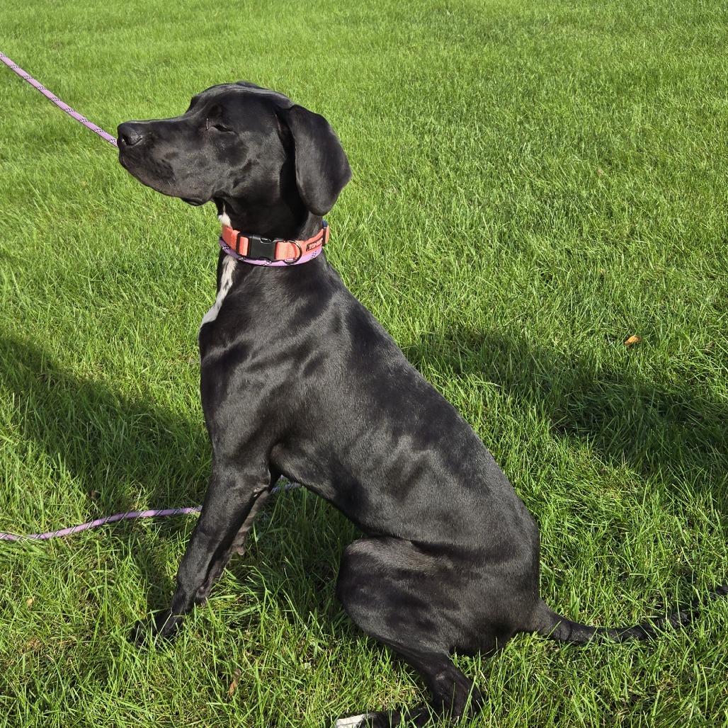 Raven, Adoptable, Young Female Great Dane.