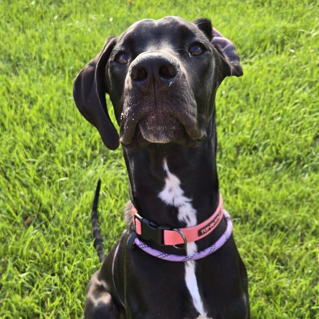Enlarge Raven, a Adoptable Great Dane in Cincinnati, OH image 2/4