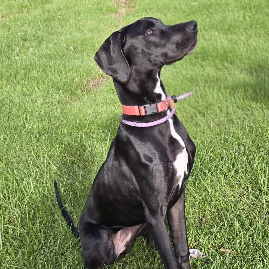 Enlarge Raven, a Adoptable Great Dane in Cincinnati, OH image 3/4