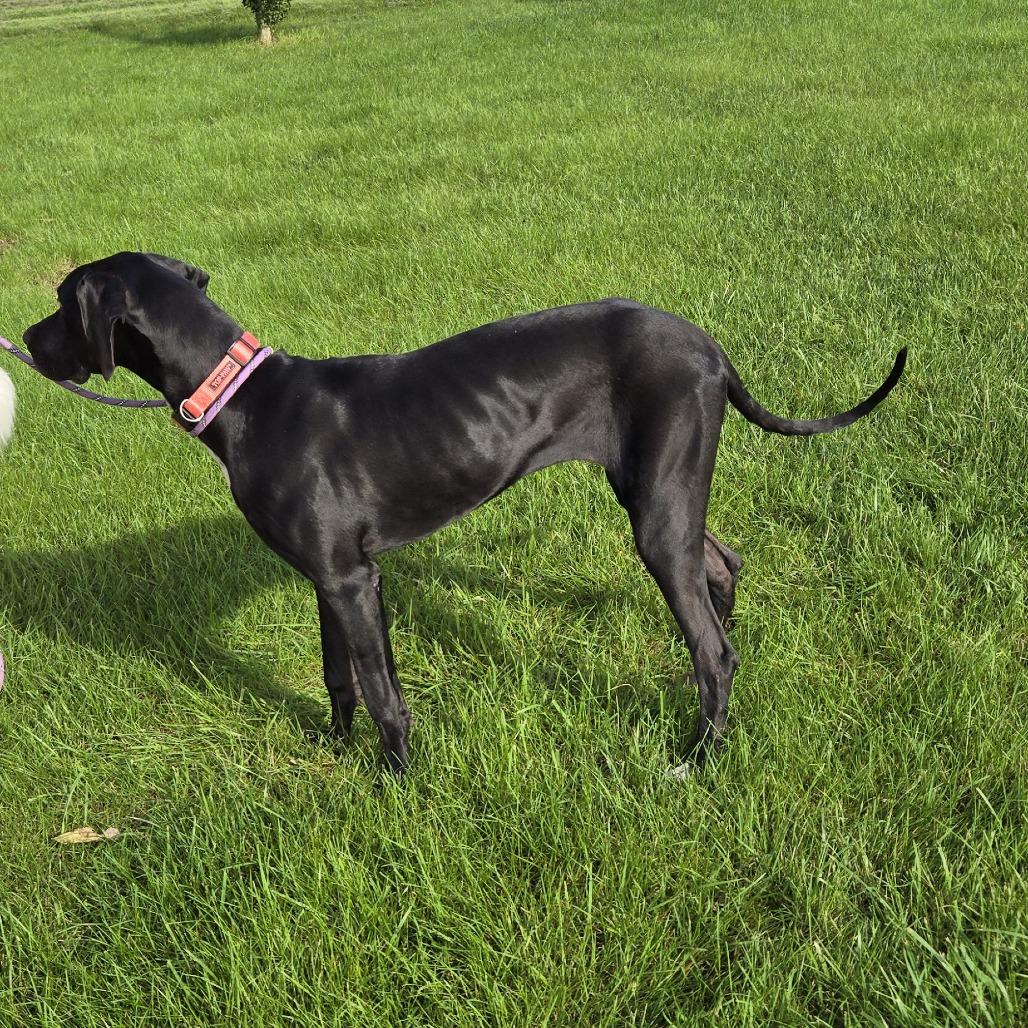 Enlarge Raven, a Adoptable Great Dane in Cincinnati, OH image 4/4