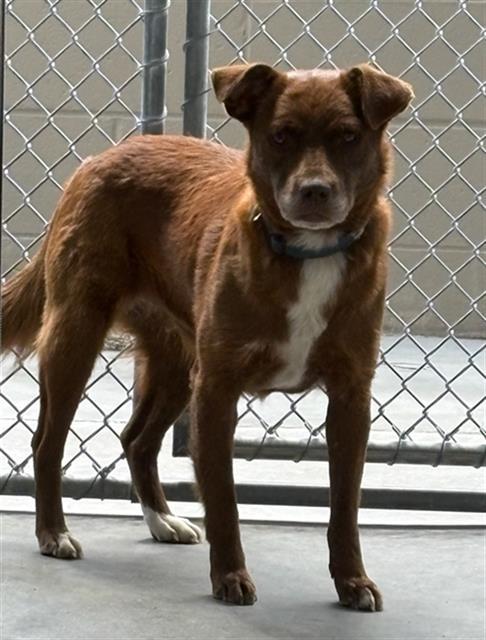 COCO, Adoptable, Young Female Great Pyrenees & Mixed Breed.