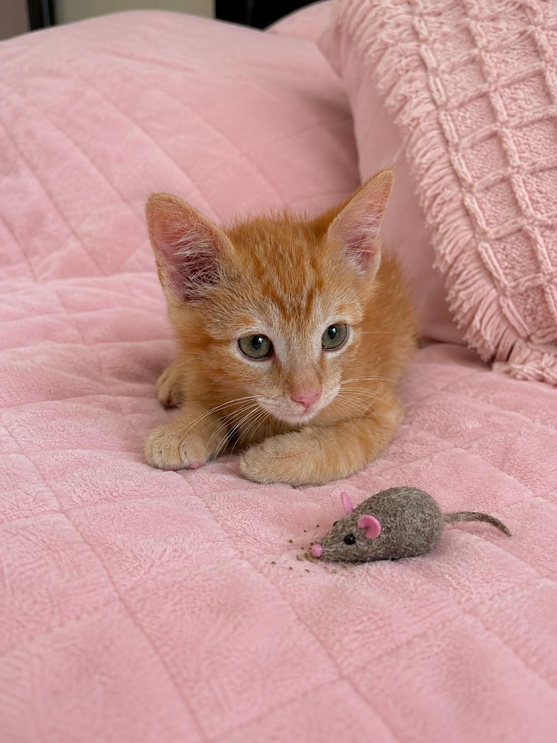 Diego, adopted, Kitten Male American Shorthair.