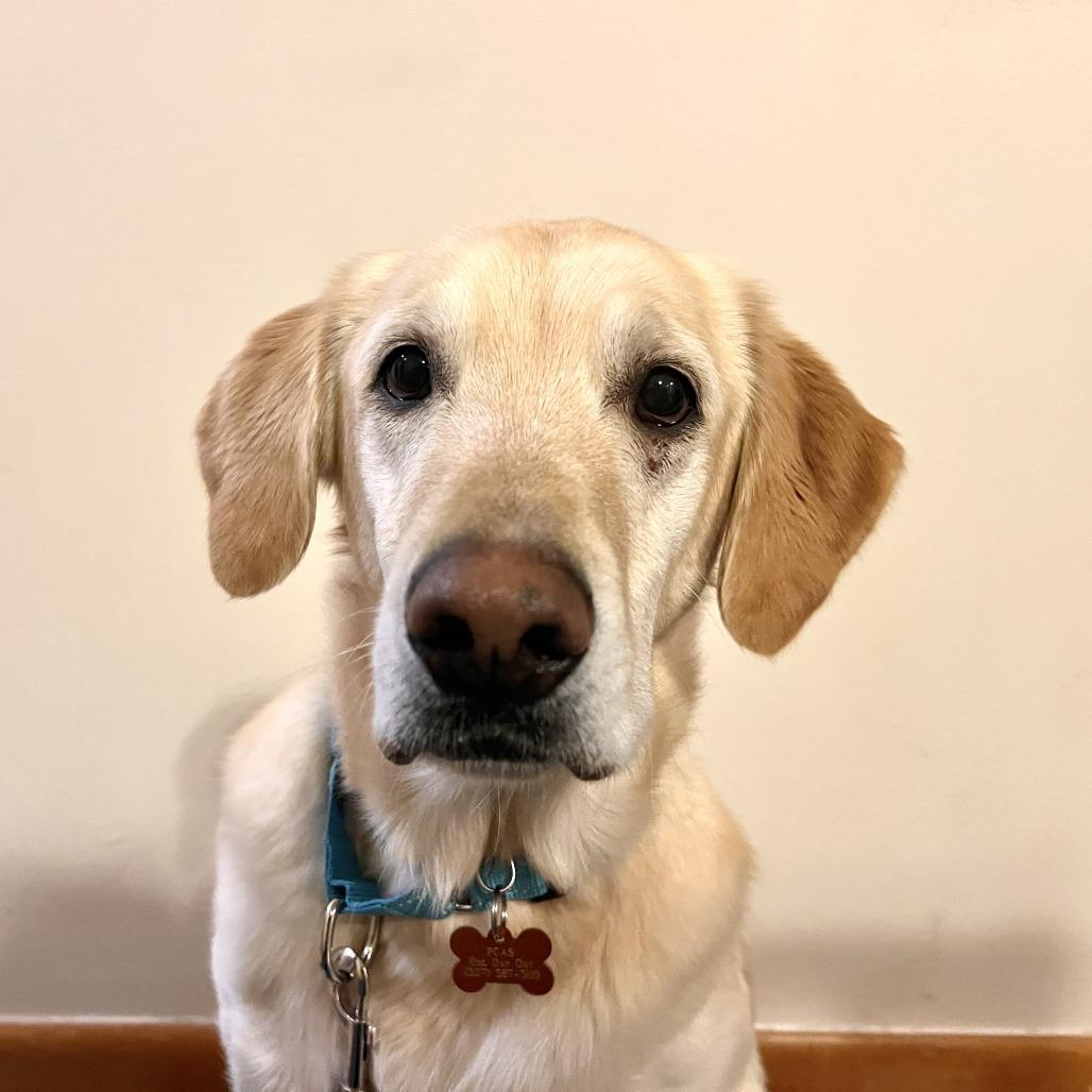 Jax, Adoptable, Adult Male Golden Retriever & Yellow Labrador Retriever.