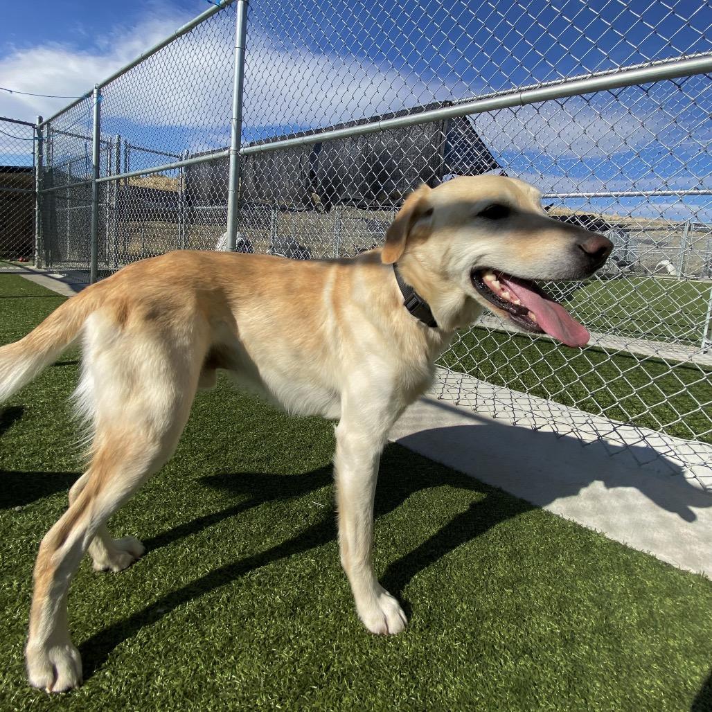 Jax, a Adoptable mixed breed in Indiantown, FL image 3/6