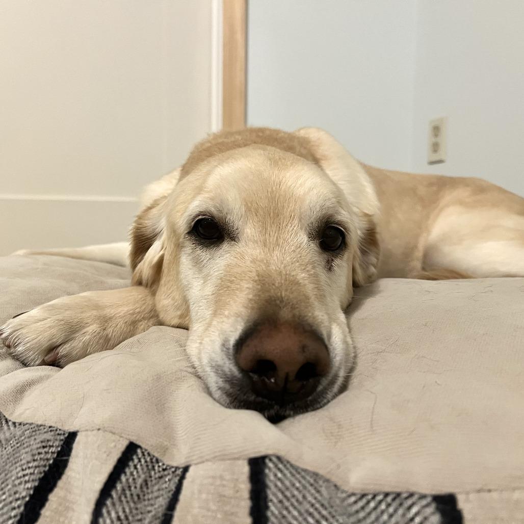 Jax, a Adoptable mixed breed in Indiantown, FL image 4/6