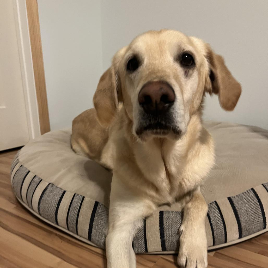 Jax, a Adoptable mixed breed in Indiantown, FL image 5/6