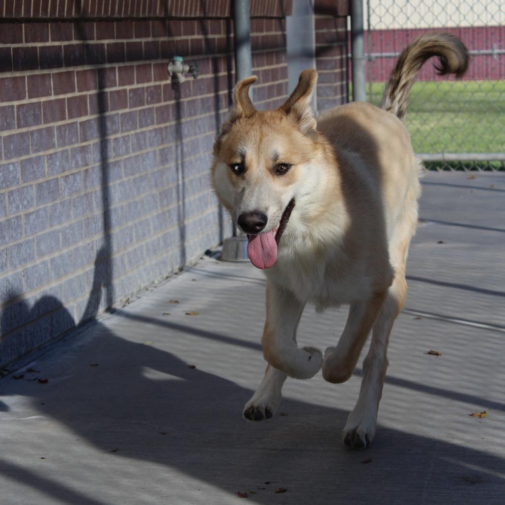 Ruckus, Adoptable, Young Male Mixed Breed.