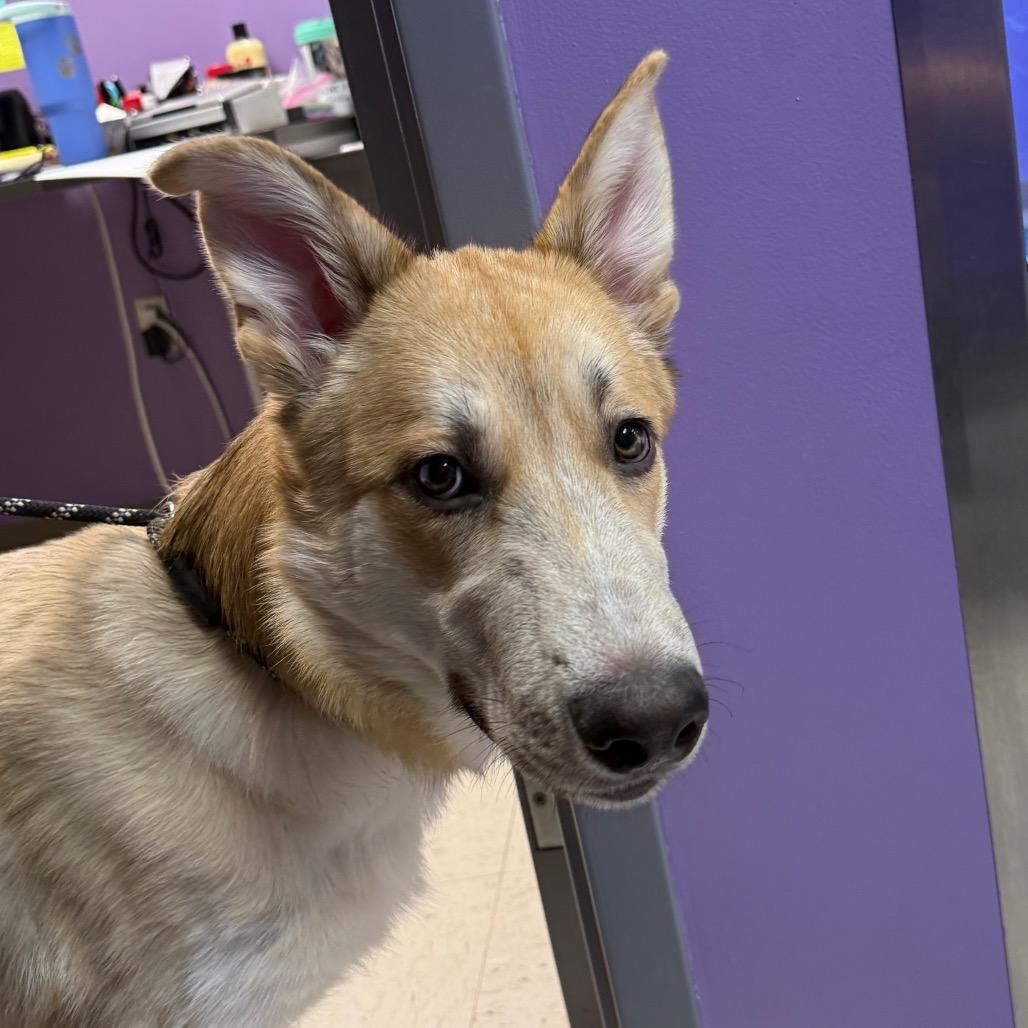 Ruckus, a Adoptable Mixed Breed in McPherson, KS image 3/6