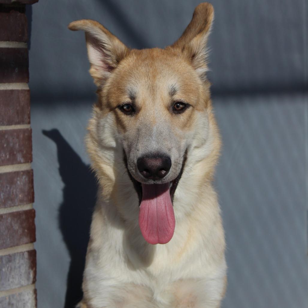 Ruckus, a Adoptable Mixed Breed in McPherson, KS image 5/6