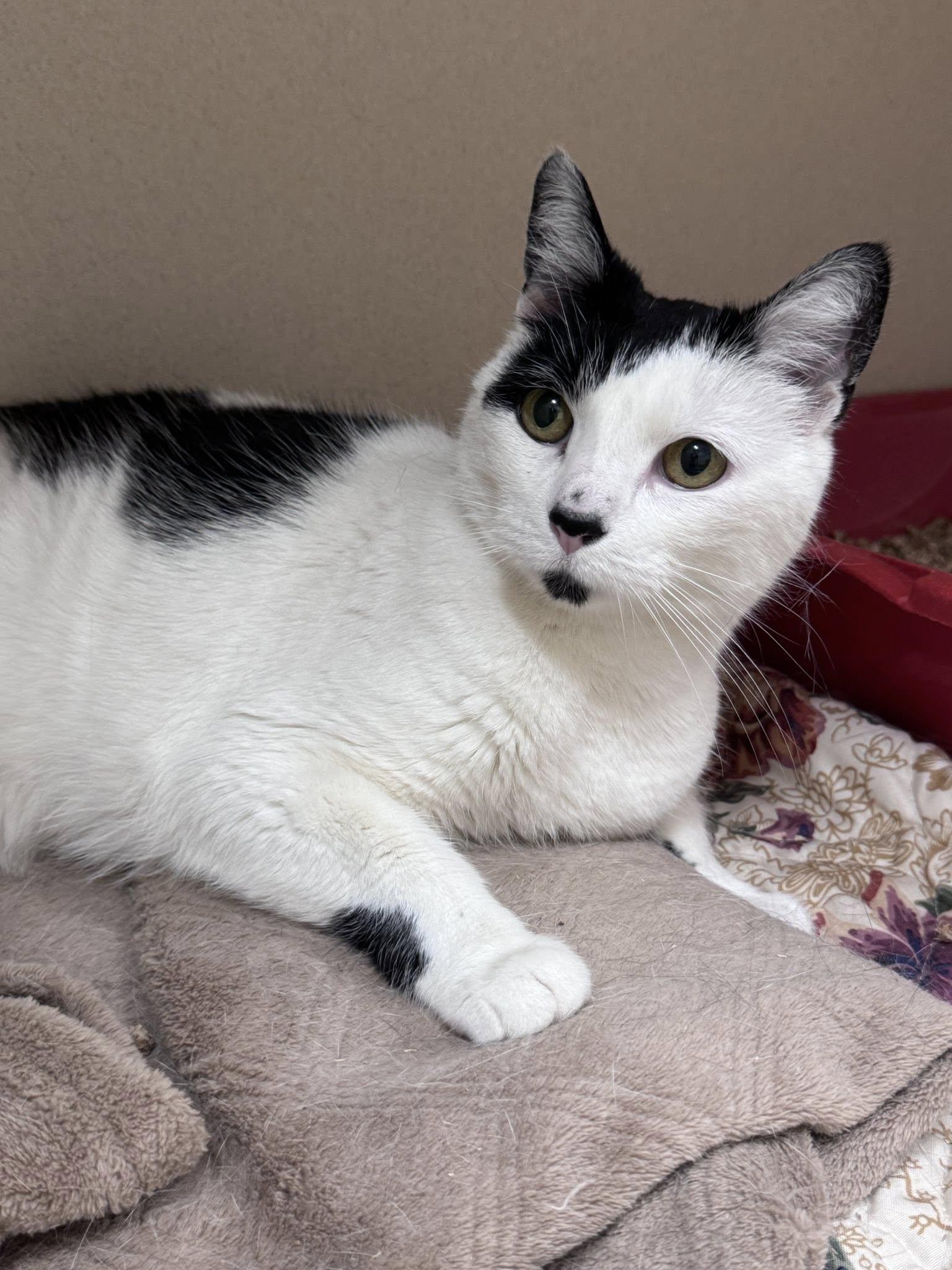 Noel, ADOPTABLE, Adult Female Domestic Short Hair.