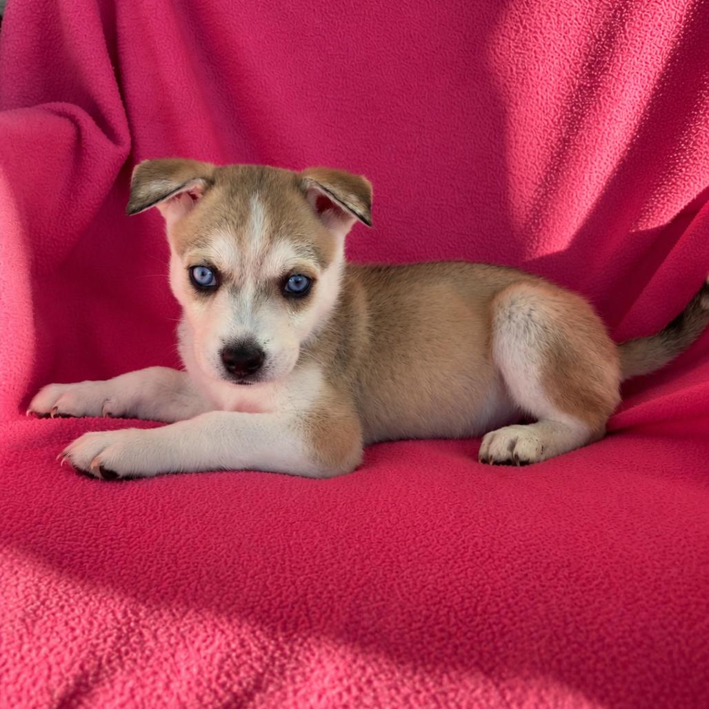 Rusty, Adoptable, Puppy Male Siberian Husky & German Shepherd Dog.