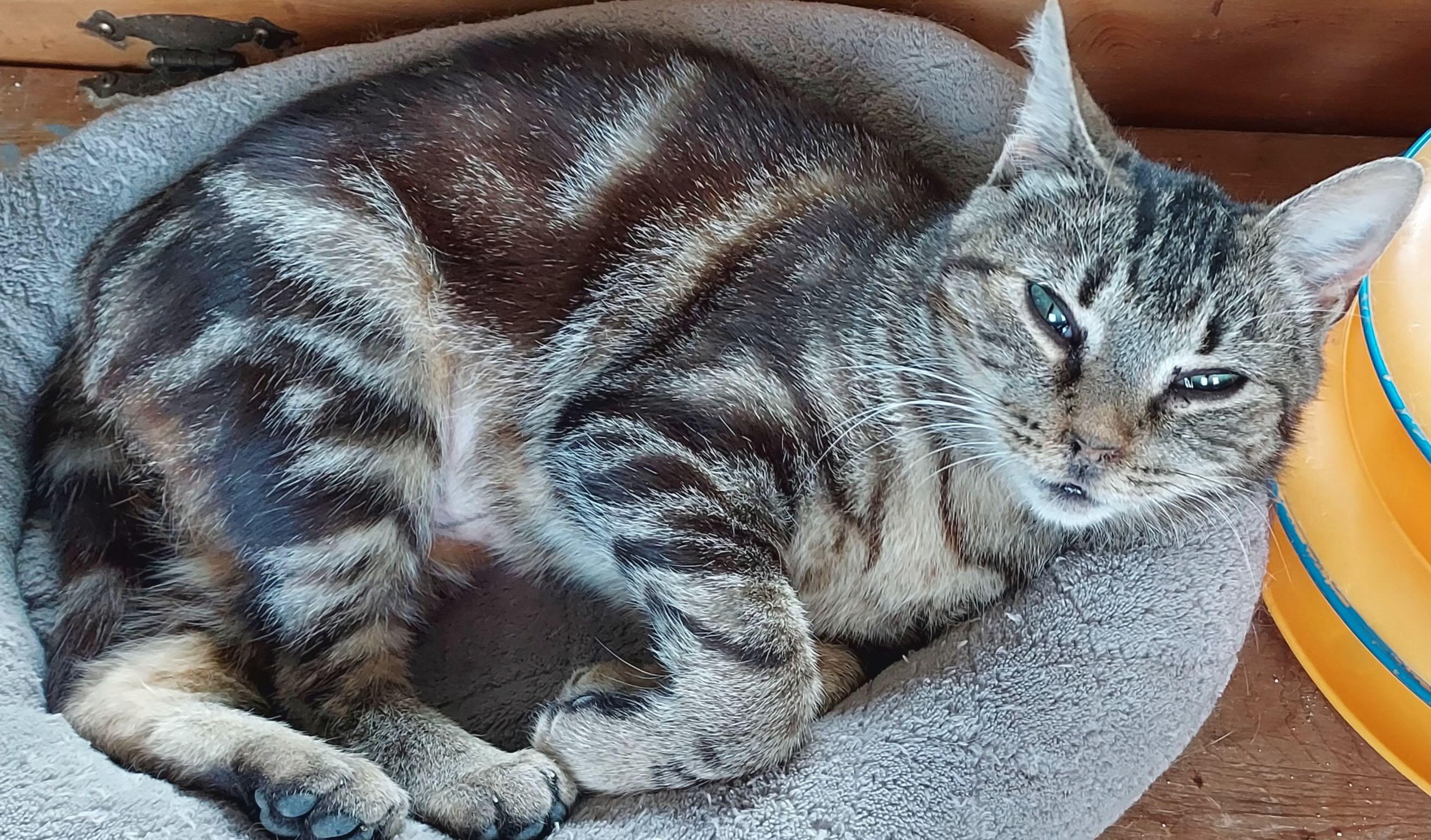 Enlarge Mindy, a Adoptable Tabby in Portland, OR image 3/6