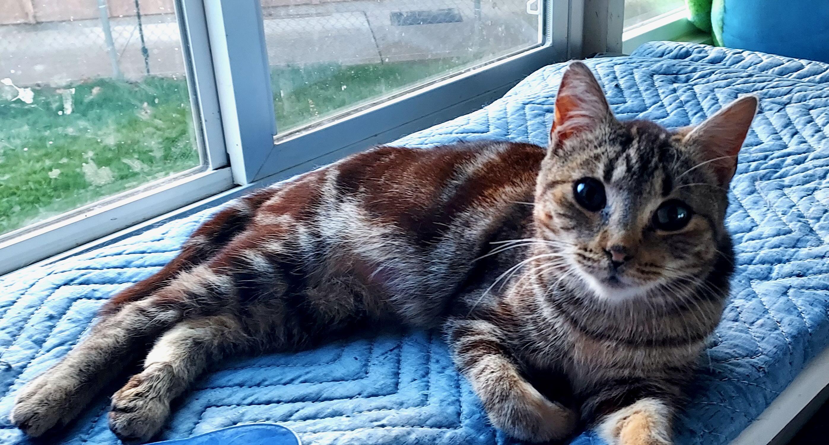Enlarge Mindy, a Adoptable Tabby in Portland, OR image 2/6