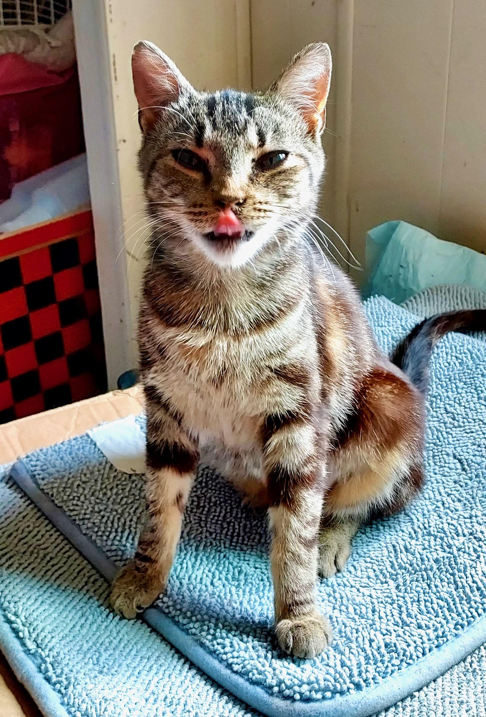 Enlarge Mindy, a Adoptable Tabby in Portland, OR image 5/6