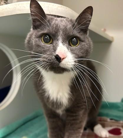 Smokey, a Adopted Domestic Short Hair in Monterey, CA image 4/4