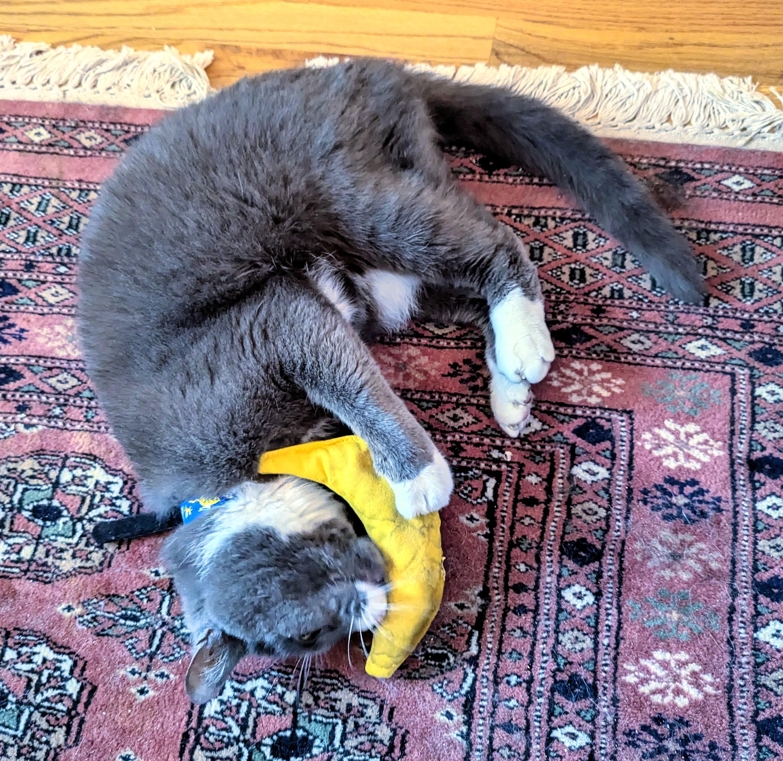 Smokey, a Adopted Domestic Short Hair in Monterey, CA image 2/4