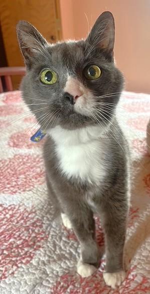 Smokey, a Adopted Domestic Short Hair in Monterey, CA image 1/4