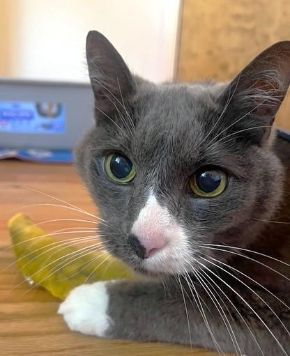 Smokey, a Adopted Domestic Short Hair in Monterey, CA image 3/4