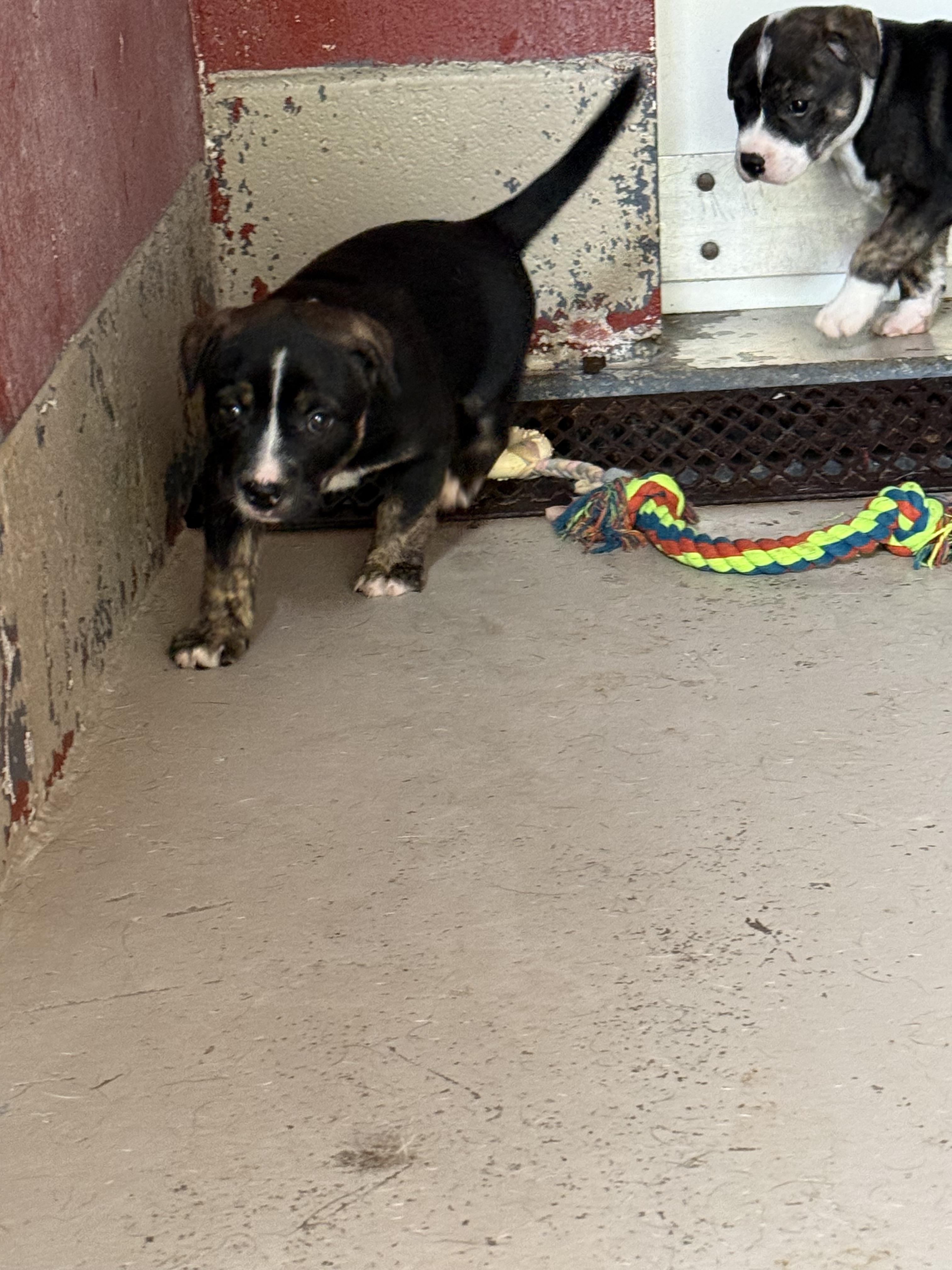 Enlarge Jolene, a Adoptable Mixed Breed in Elberton, GA image 3/3